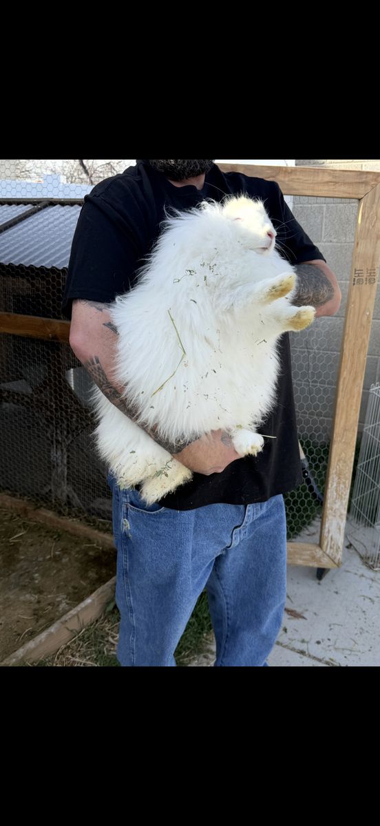 Flemish Giant Rabbit