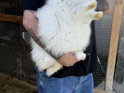 Flemish Giant Rabbit