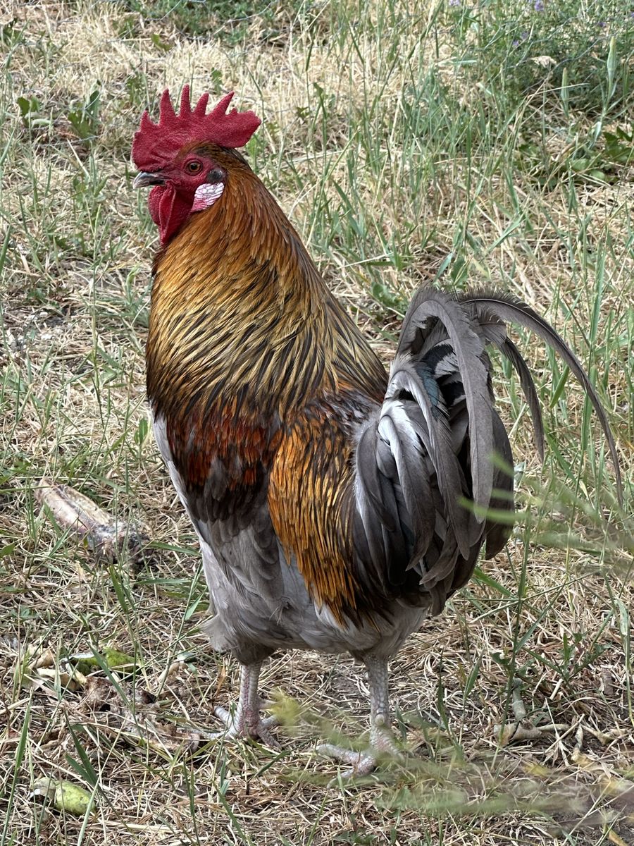 Main image 2