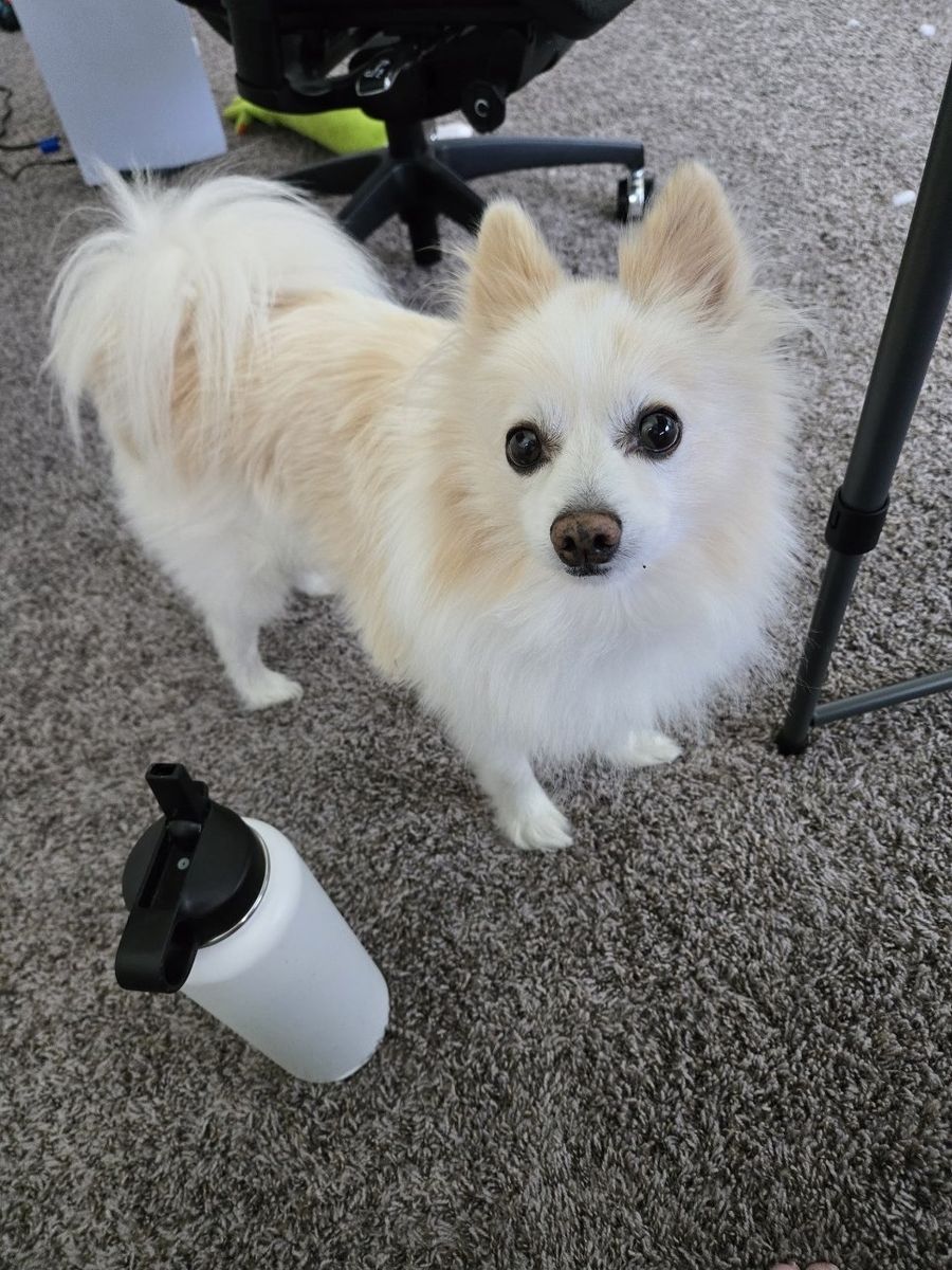 pomeranian - male- 8 years old - needs to be rehoming