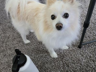 pomeranian - male- 8 years old - needs to be rehoming