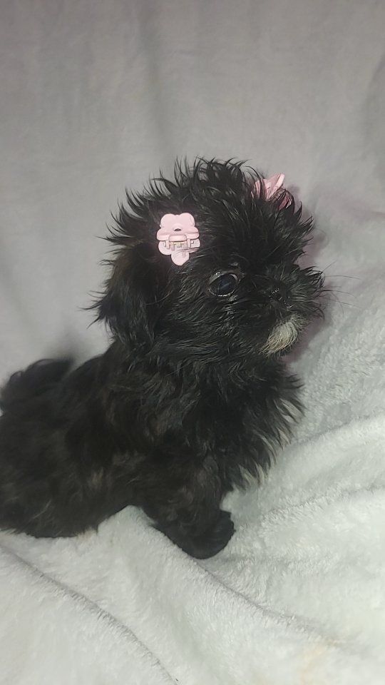 AKC IMPERIAL SHIH-TZU PUPPIES / STUD SERVICE