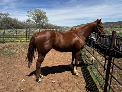 2 Year Old Stallion Barrel Prospect Lots Of Chrome