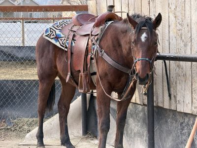 2-Year-Old Jockey Club Registered TB Gelding - Dad's Caps x Tapit - Project Horse with Lameness