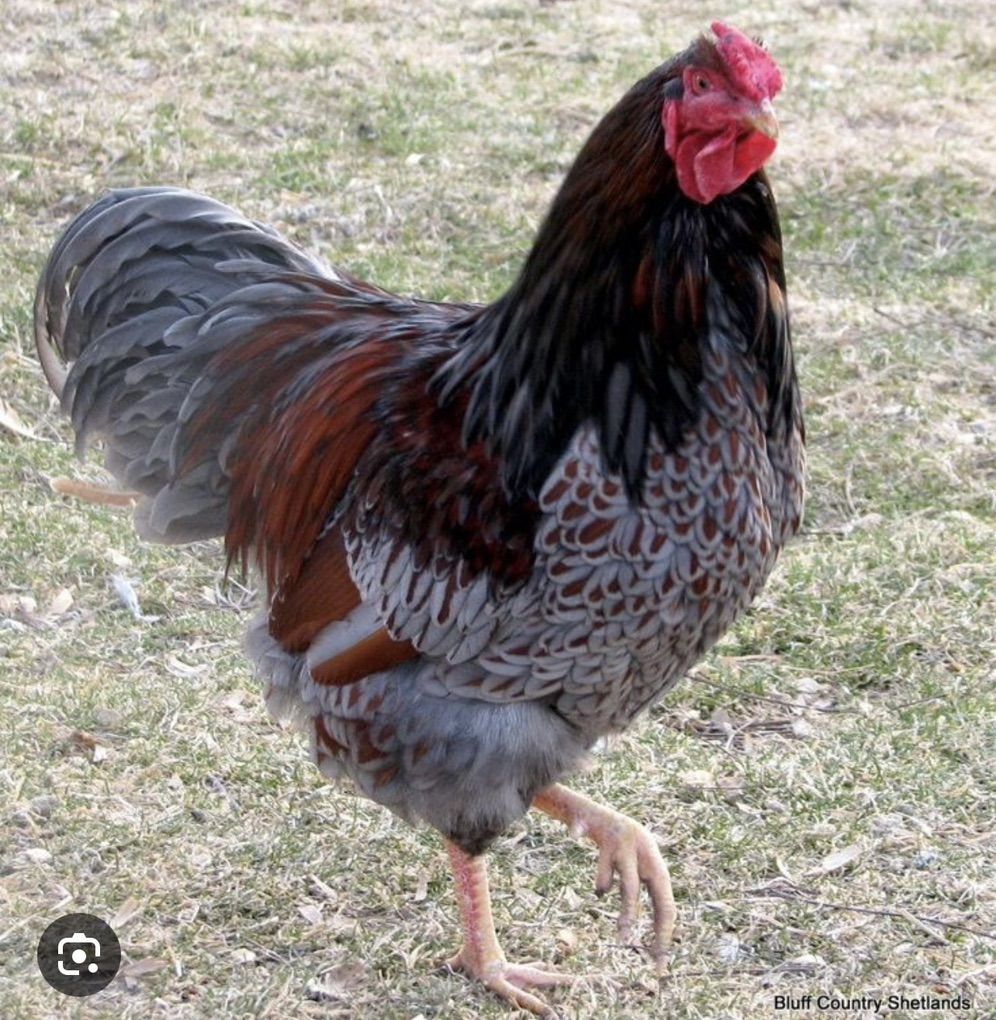 Wanted: Wyandotte Rooster