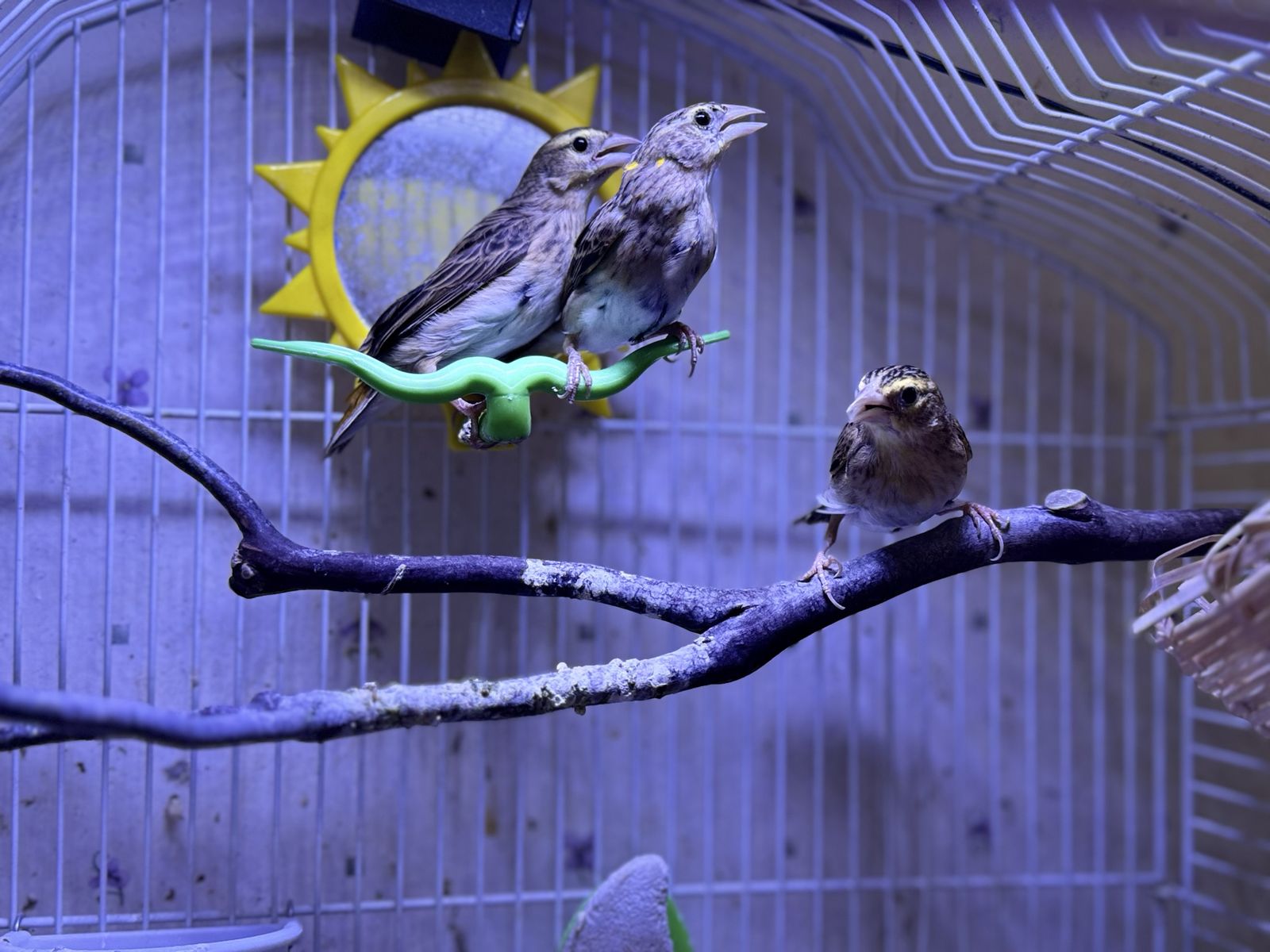3 Female Orange Weavers