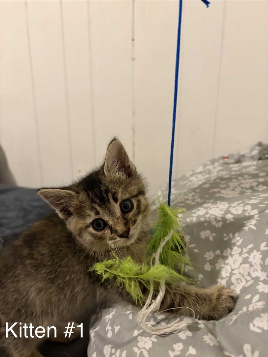 Kittens