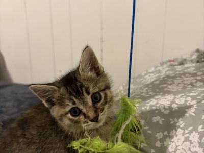 Kittens