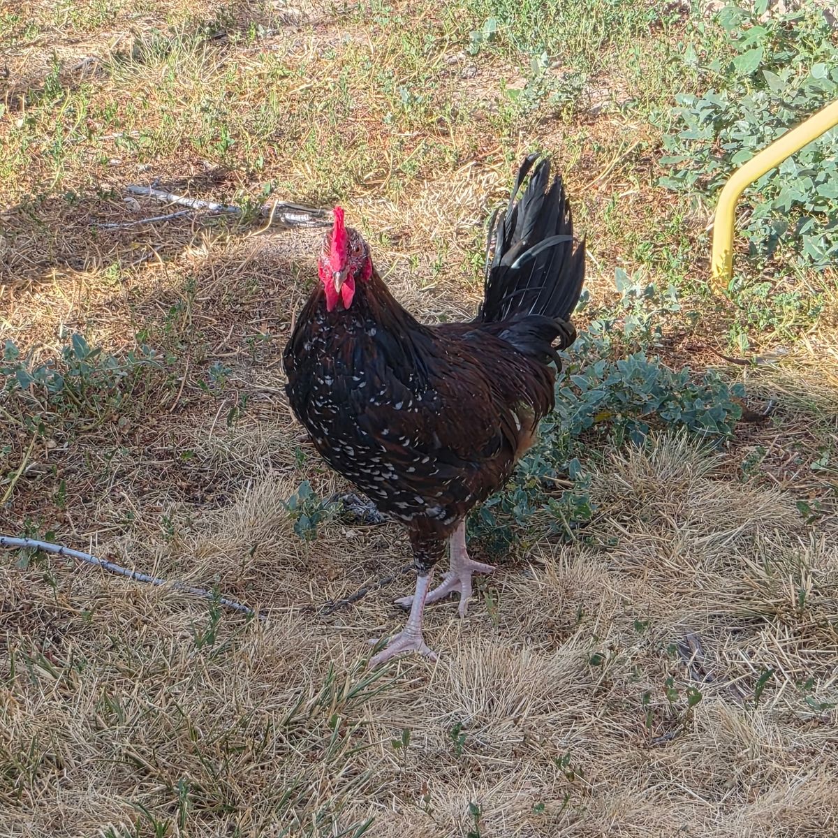Free rooster