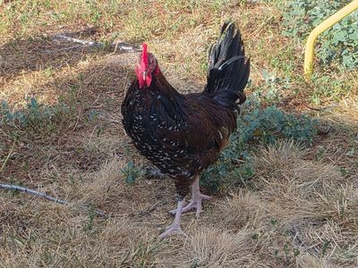Free rooster