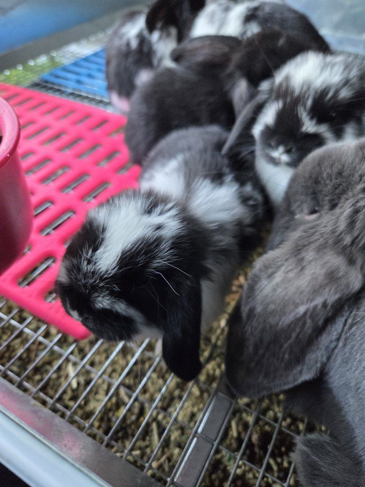 Baby Mini Lop Bunny Rabbits