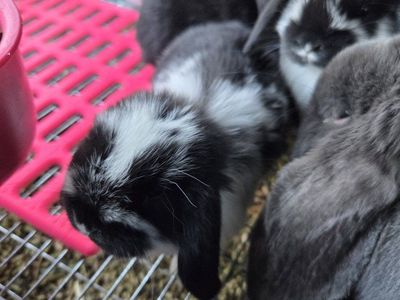 Baby Mini Lop Bunny Rabbits