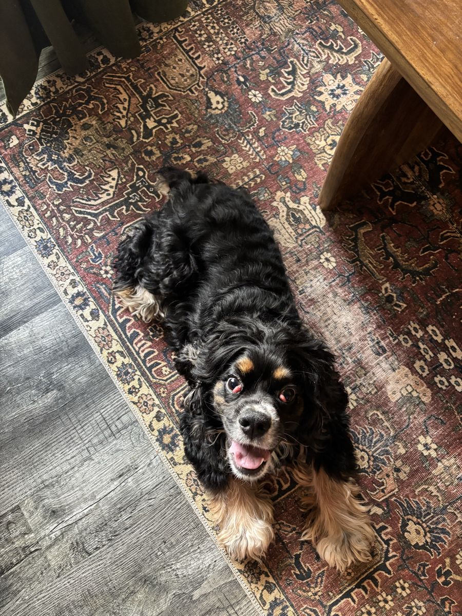 American cocker spaniel