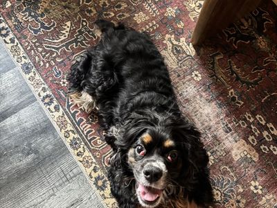 American cocker spaniel
