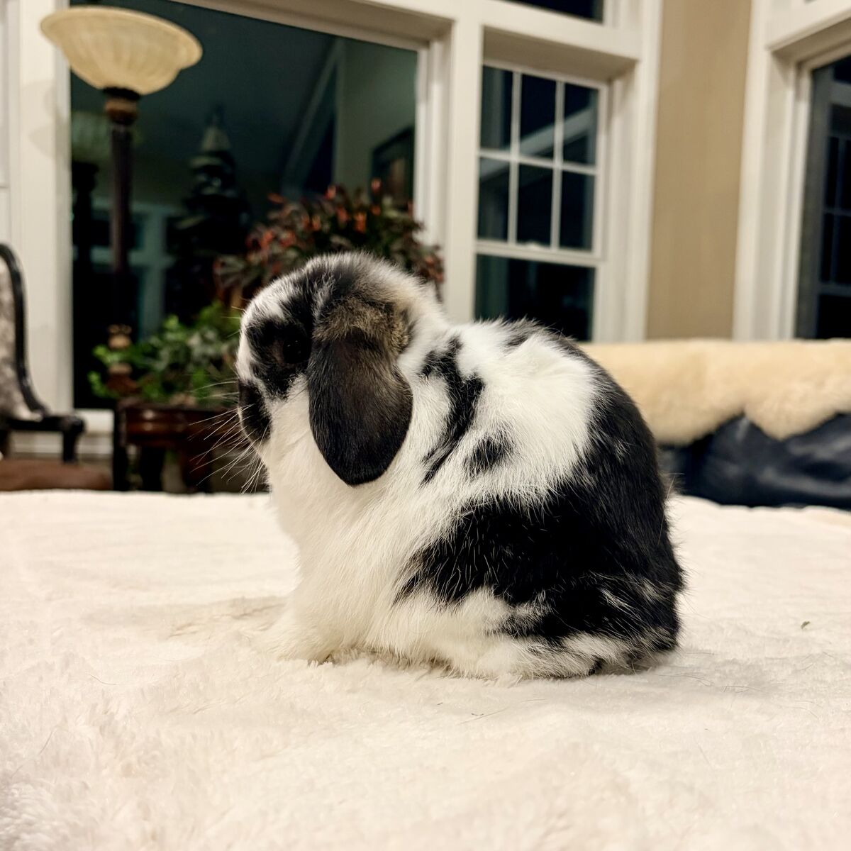 Show Holland Lop Buck