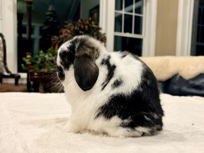 Show Holland Lop Buck