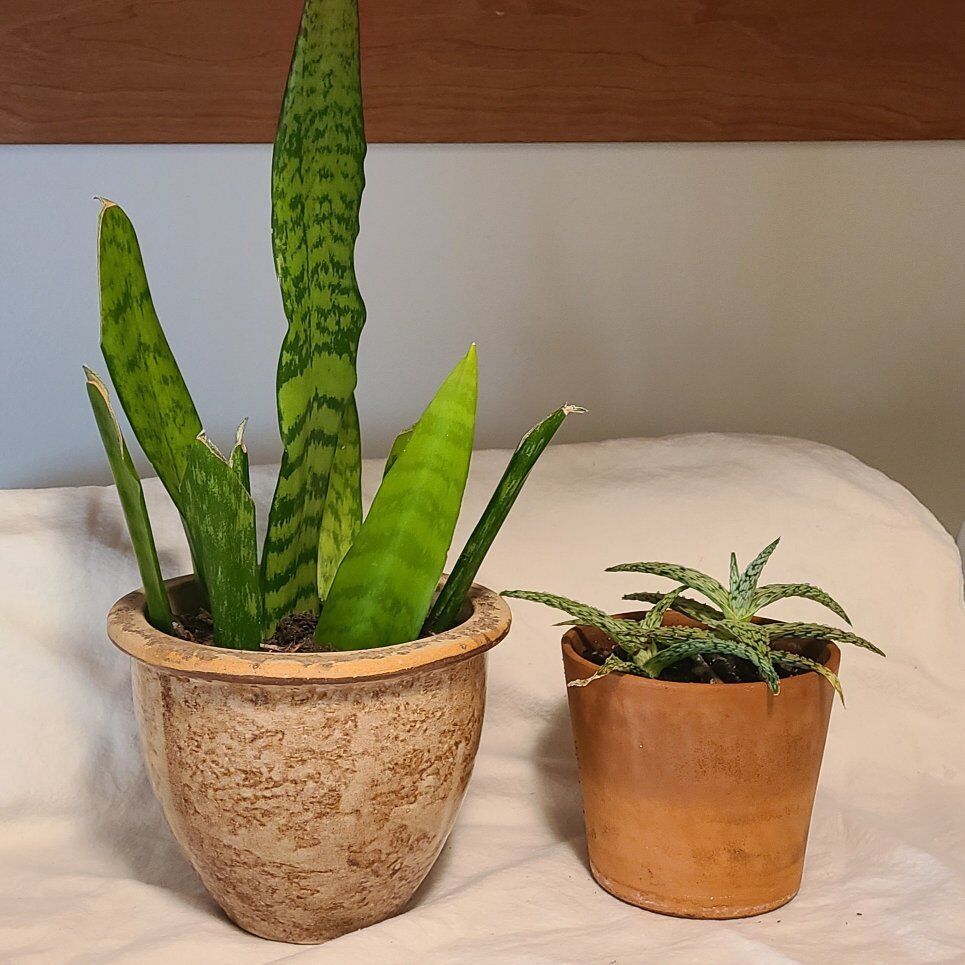 2 Plants in Pots
