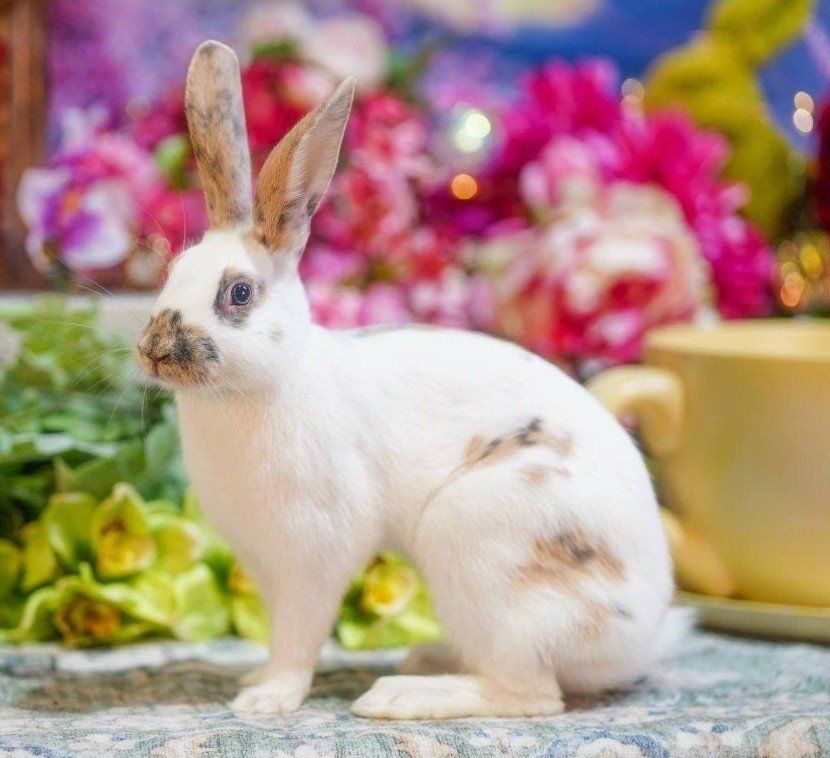 Beautiful Marked Show Rhinelander Bunny Rabbit Junior