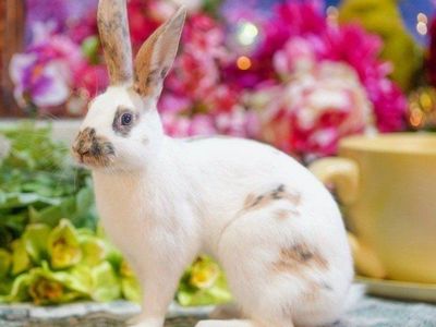 Beautiful Marked Show Rhinelander Bunny Rabbit Junior