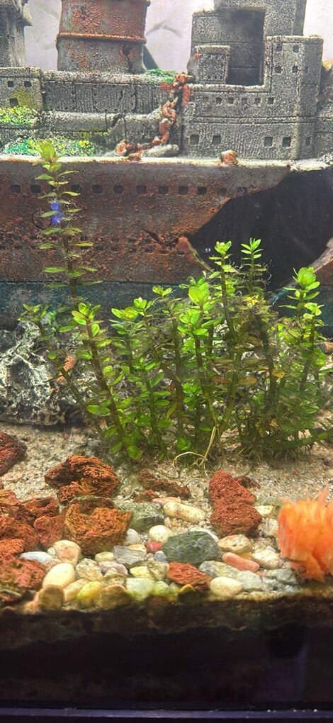 Aquarium Plant Bundle