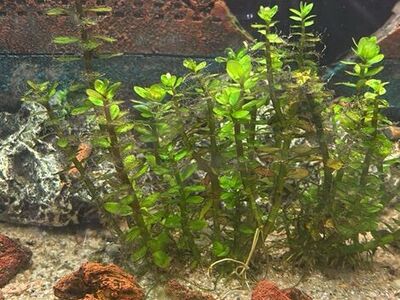 Aquarium Plant Bundle