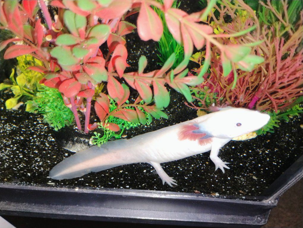 Axolotl live hatchlings
