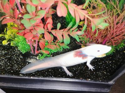 Axolotl live hatchlings