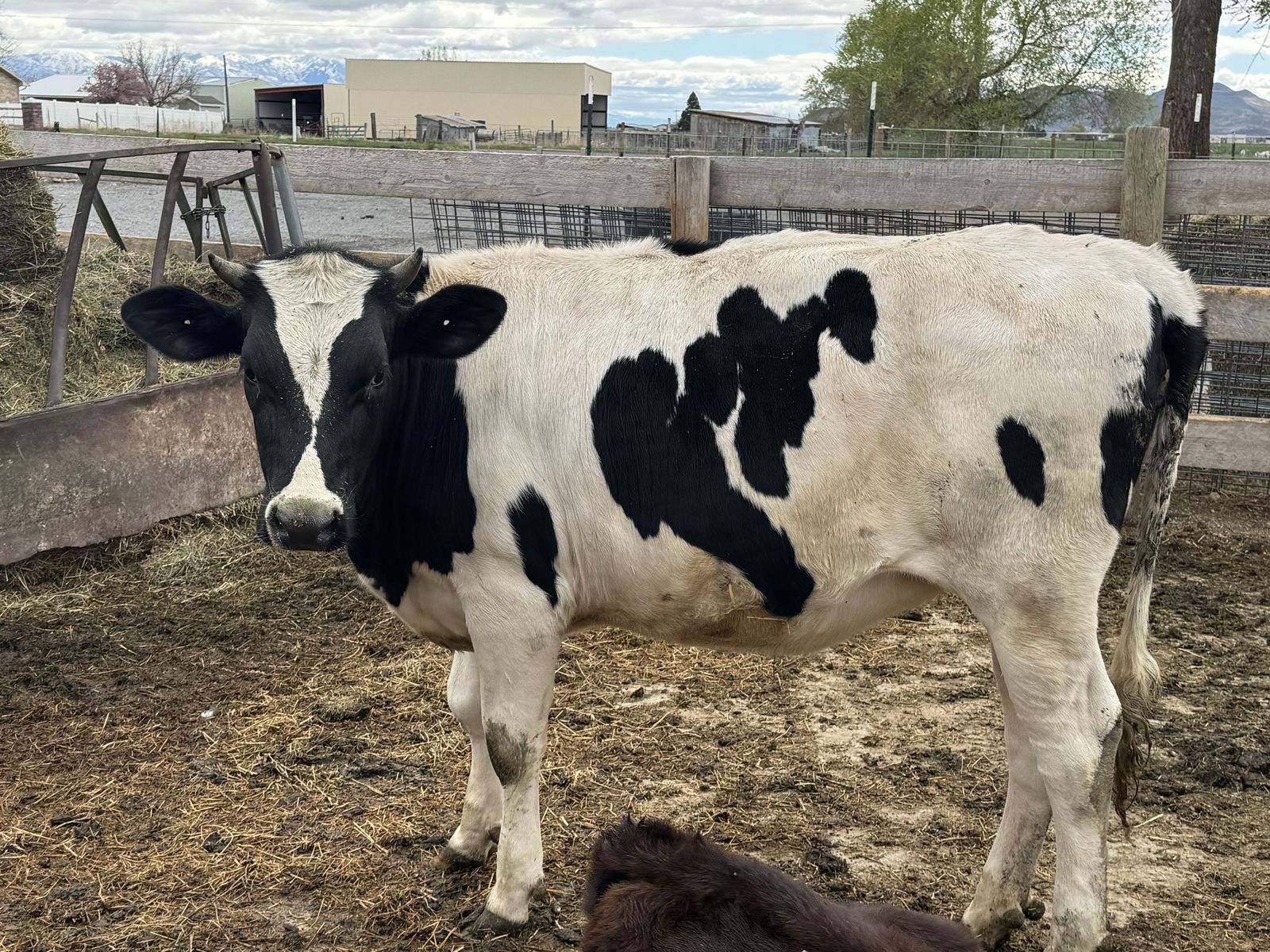 Holestein Heifer