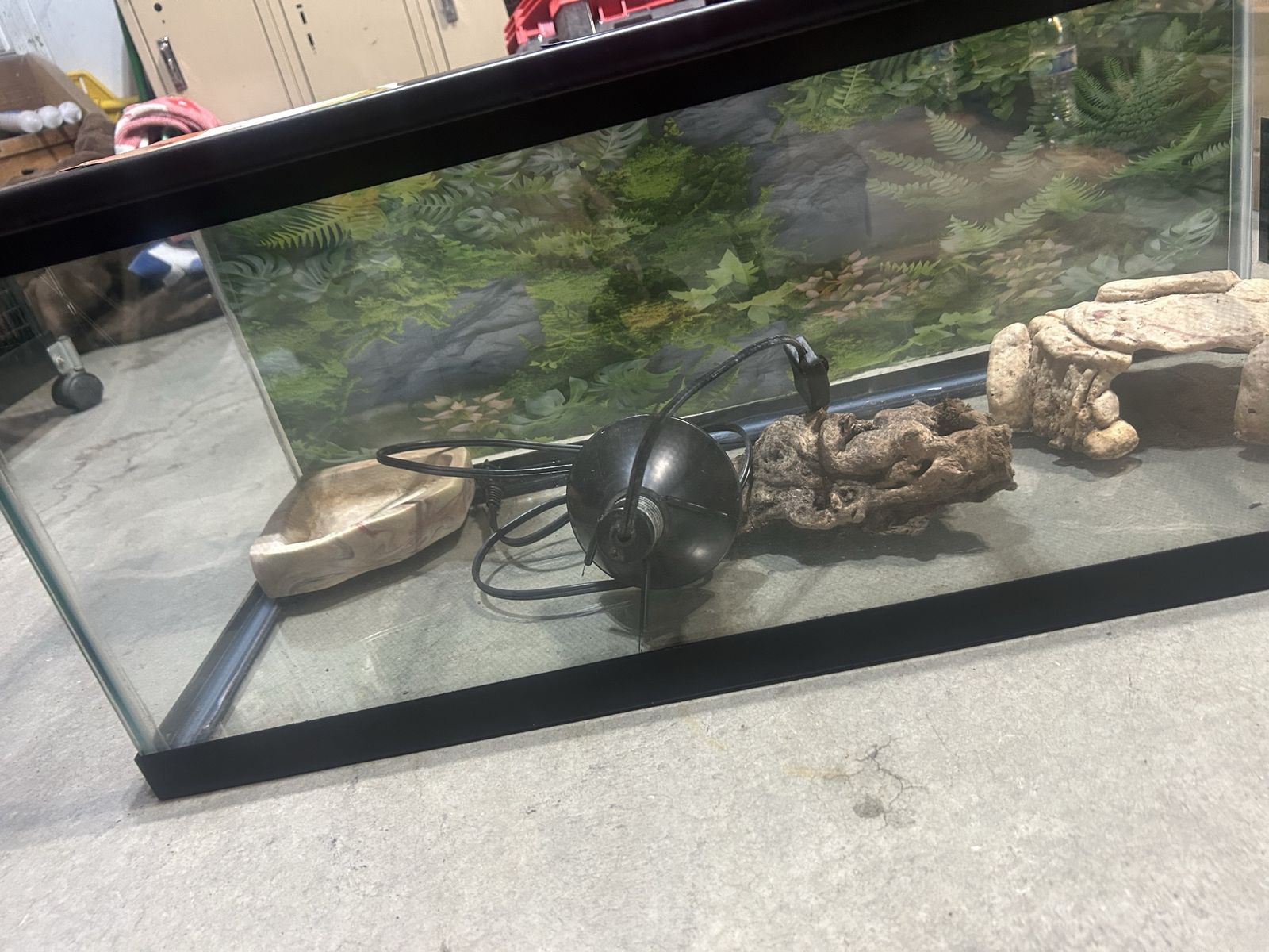 Reptile set up