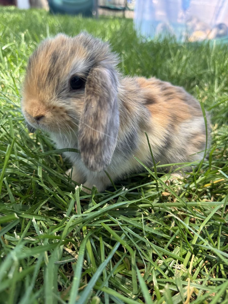 Holland Lop Bunny- Buck