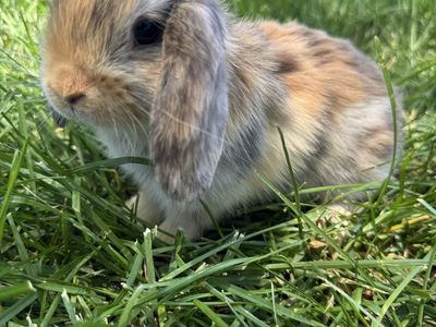 Holland Lop Bunny- Buck