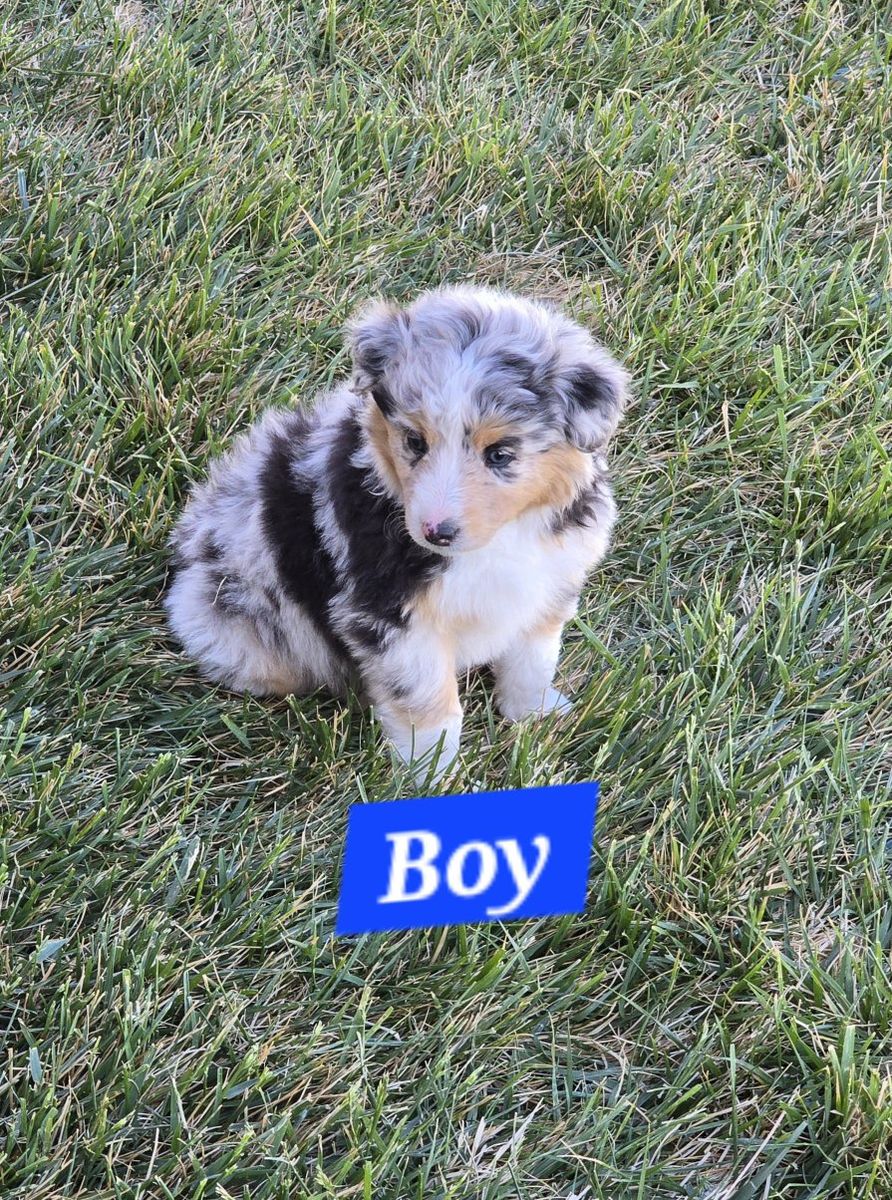 Adorable Colorful Aussie pups!
