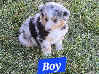 Adorable Colorful Aussie pups!