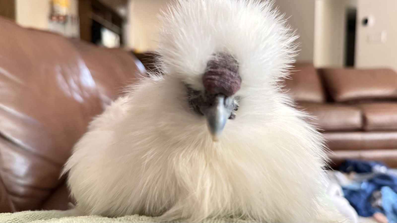 Friendly White Silkie Rooster - Gentle & Lap-Cuddly Pet