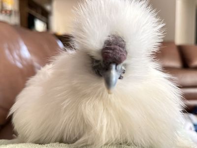 Friendly White Silkie Rooster - Gentle & Lap-Cuddly Pet