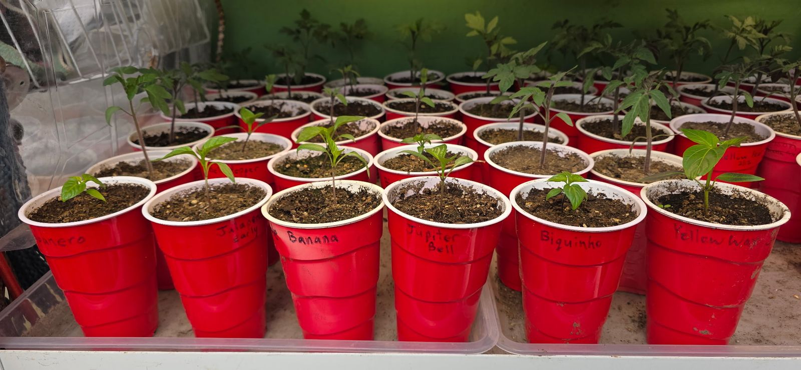 Tomato And Pepper Plant Seedlings And Starts