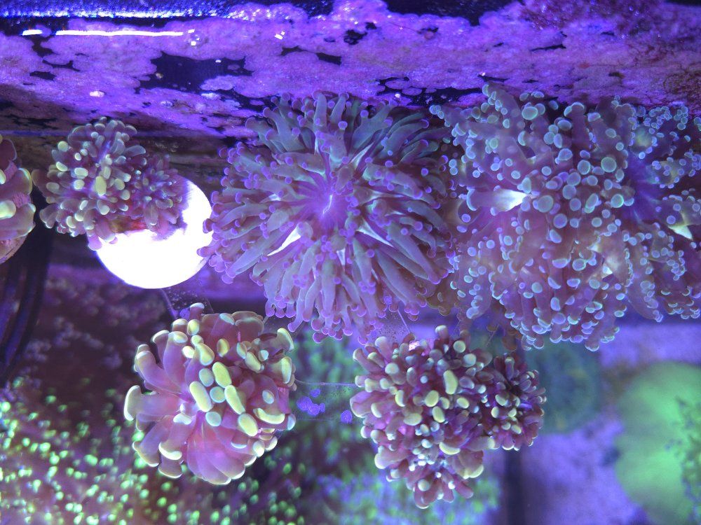 Hammers and Frogspawns