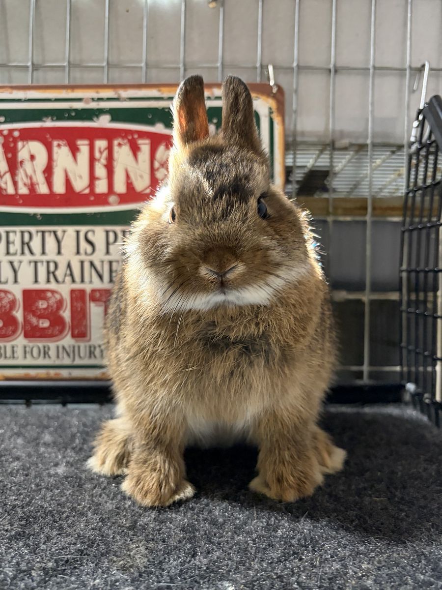 Netherland Dwarf Doe