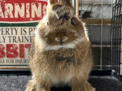 Netherland Dwarf Doe