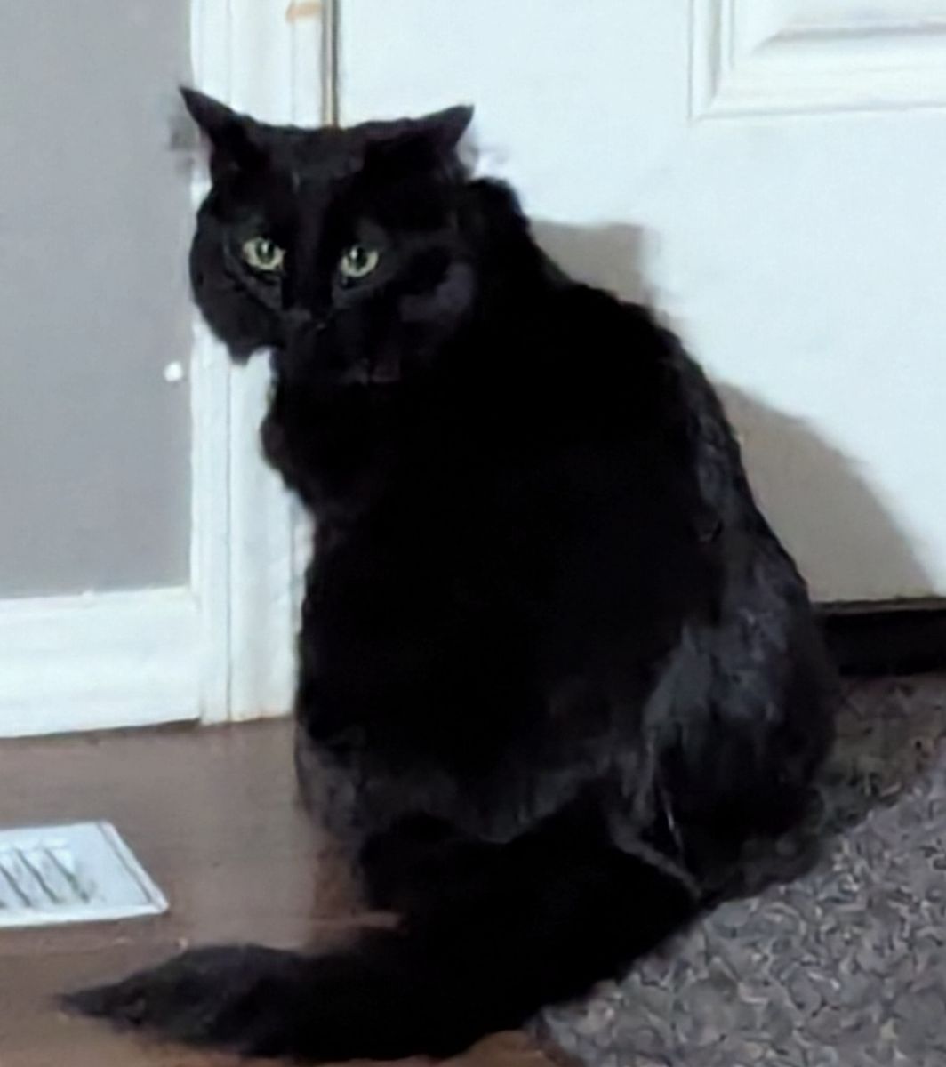 Missing: Domestic Long Haired Black Cat