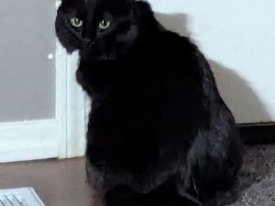 Missing: Domestic Long Haired Black Cat