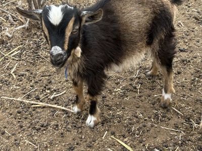 Male Miniature Nigerian goat