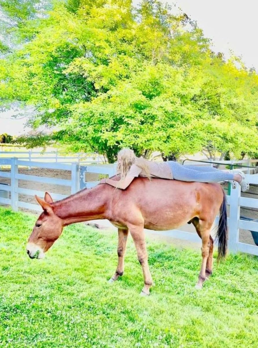 Riding/Pack/Family Mule