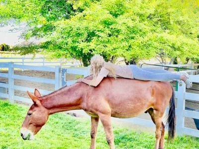 Riding/Pack/Family Mule