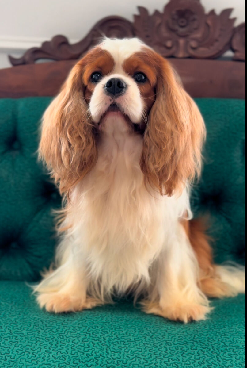 AKC Cavalier King Charles Spaniel Stud
