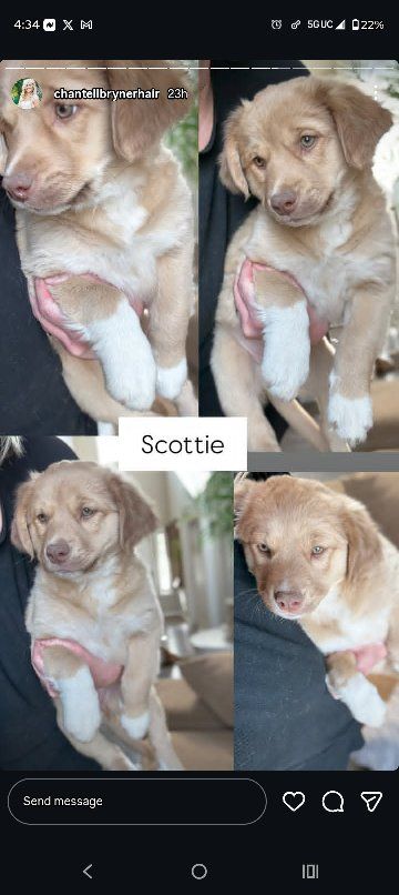 mini golden retriever mix  pure American Eskimo