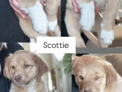 mini golden retriever mix pure American Eskimo