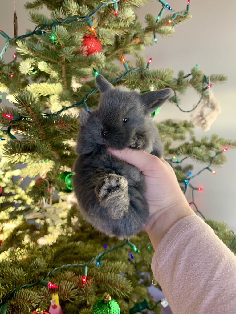 Purebred Holland Lop Baby Male Bunny Rabbit