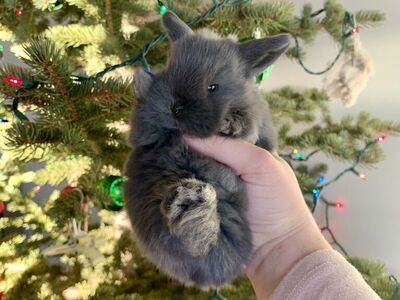 Purebred Holland Lop Baby Male Bunny Rabbit