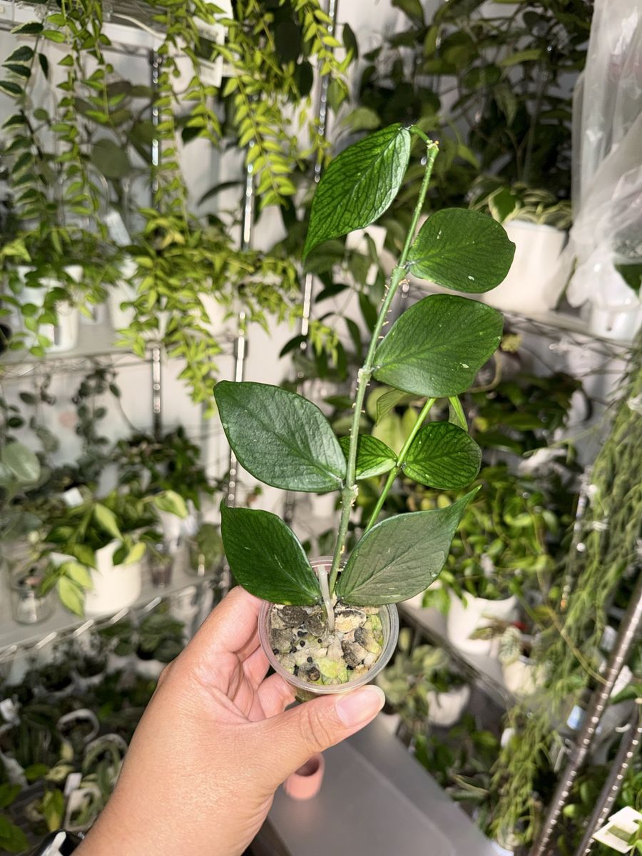Hoya polyneura - Plant